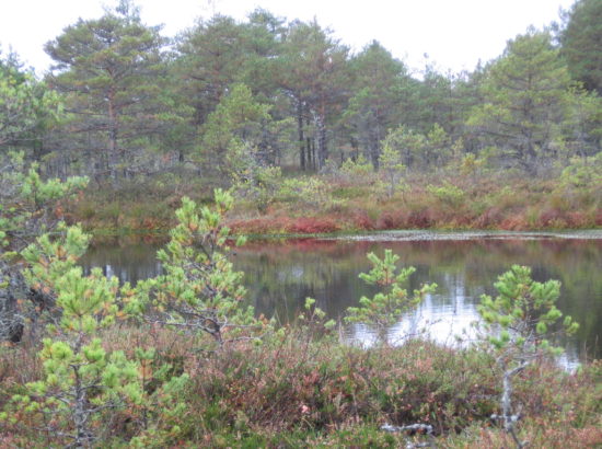 Picture 050